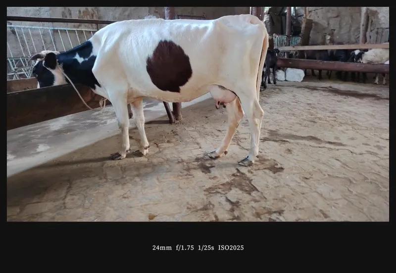 Ona bola sigirlar 6