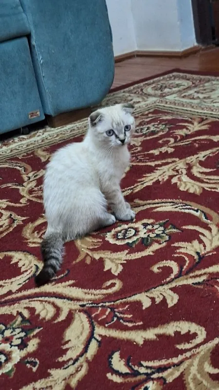(Scottish Fold) Mushuk Sotiladi. — фото 2