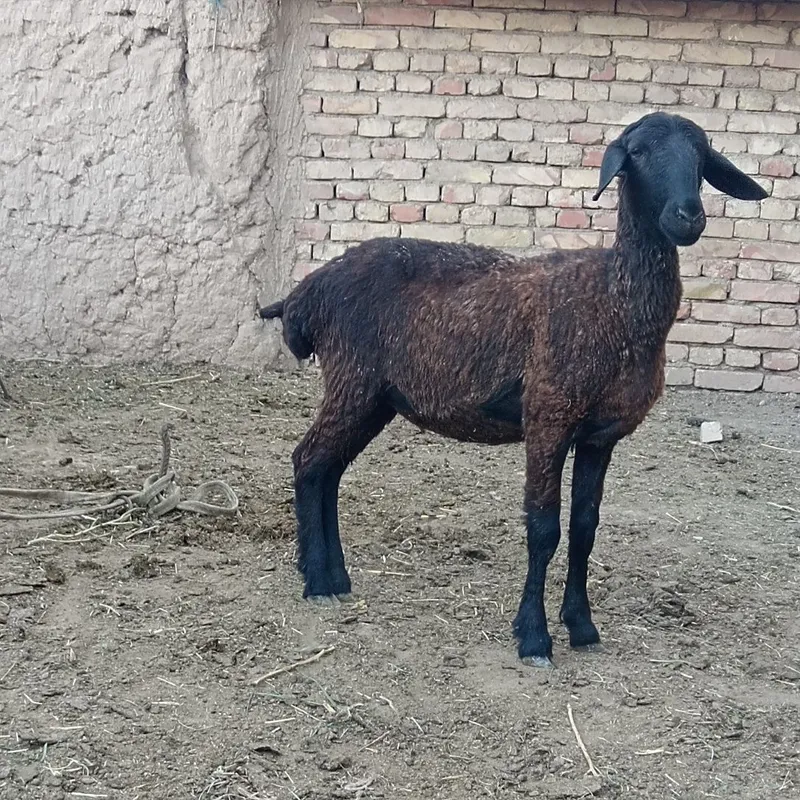 Urg'ochi qo'y sotiladi. 1