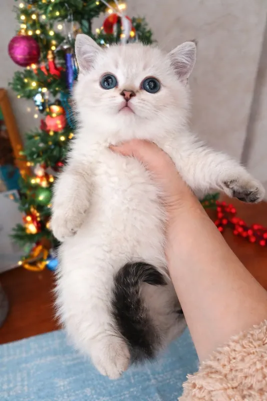 продаю котенка мальчика — фото 1