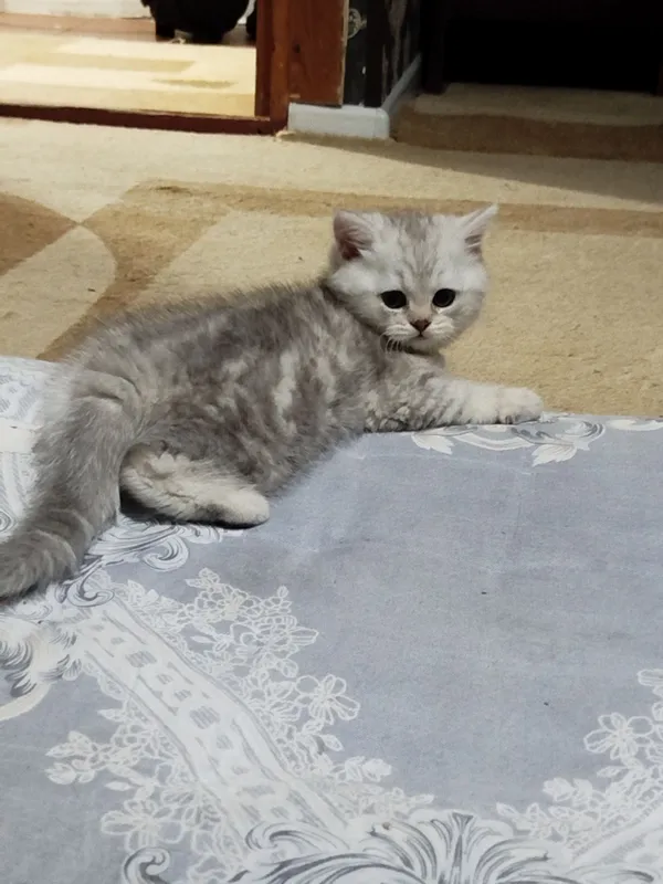 Британка Шиншилла