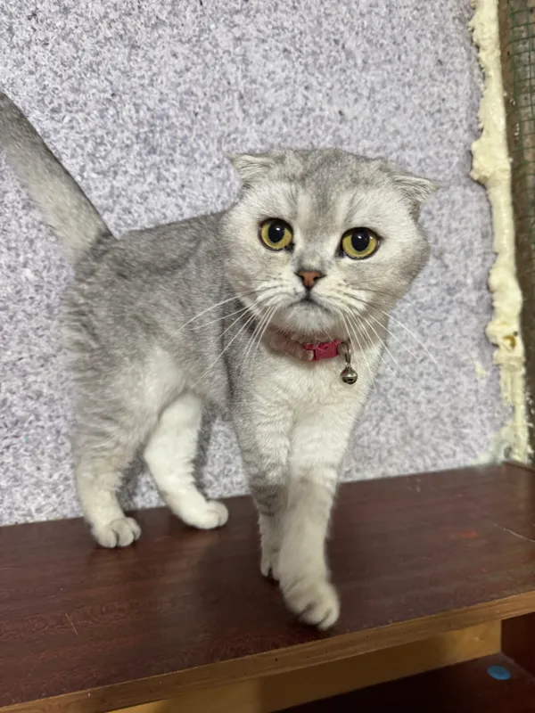 Серебристая шиншила — фото 1