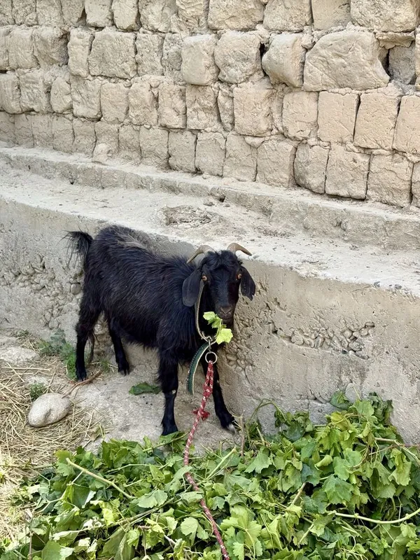Zudlik bilan ona bola echki sotiladi — фото 2