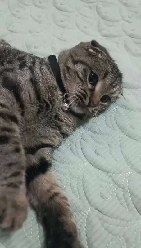 Mushuk scottish fold 2 Mushuk scottish fold 2