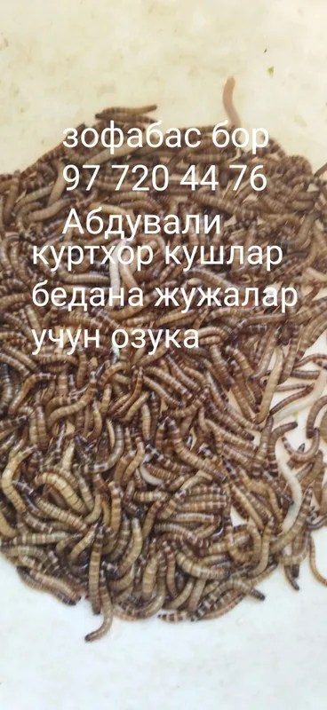 Куртхор кушлар беданалар учун протеинга бой озука кепак курти — фото 2