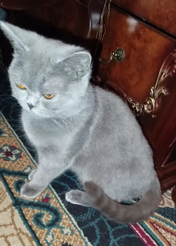 британский кошка — фото 5