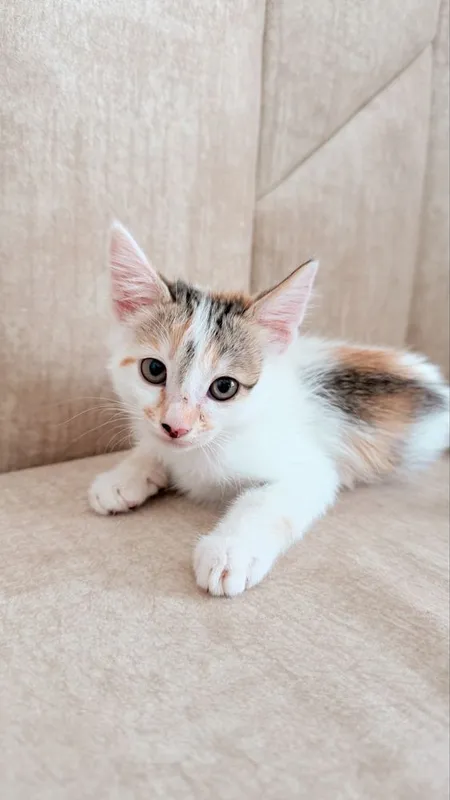 Отдам 3 котят в хорошие руки 2 Отдам 3 котят в хорошие руки 2
