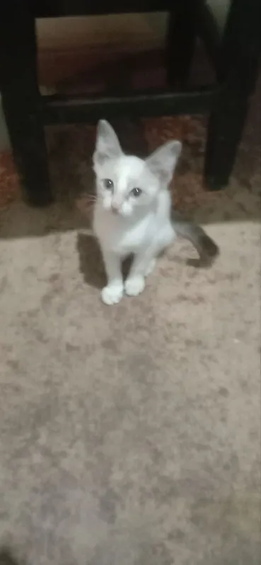 3 ta mushukchala 1 3 ta mushukchala 1
