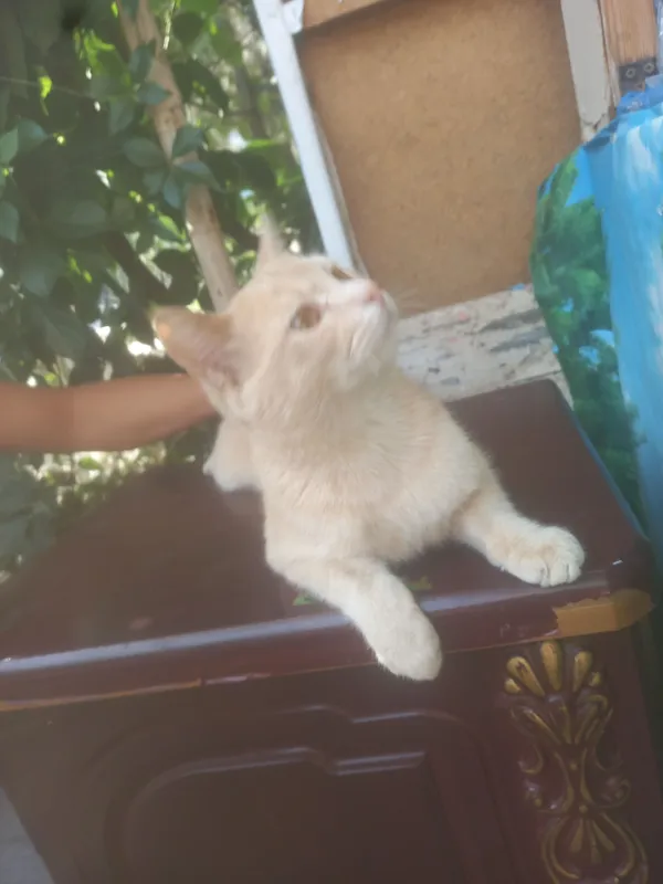 uy mushugi