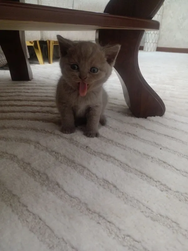 Скотишфолд 1 Скотишфолд 1