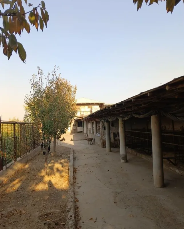 ferma arendaga beriladi
