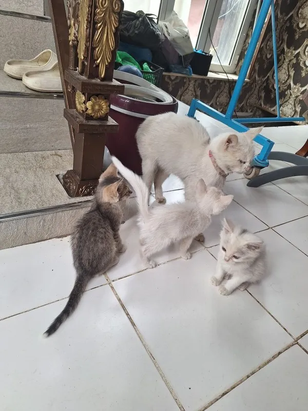 Uy mushuk hadyaga beriladi 3