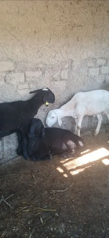 Qurbonlika va aqiqaga qochqorla bor — фото 3