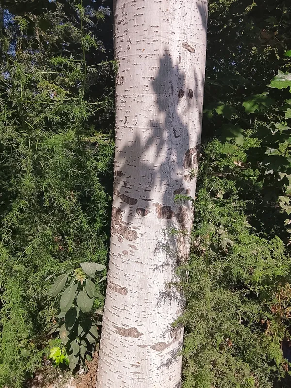koʻk terak 4ta koʻk terak 4ta