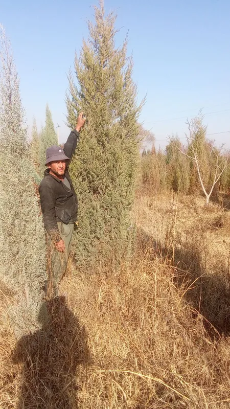 archalar bor yashil makon arzon narxlarda yetkazib berish hizmati bor archalar bor yashil makon arzon narxlarda yetkazib berish hizmati bor