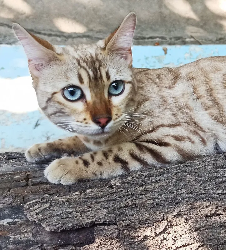 срочно кошка