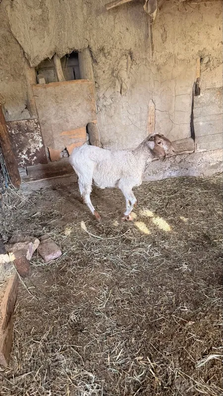 Qazoqi egiz quylar sotiladi 1 Qazoqi egiz quylar sotiladi 1