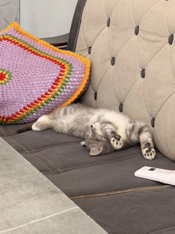Скоттиш Страйт девочка