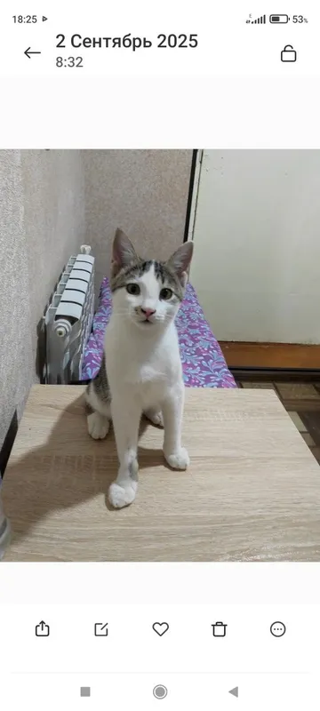 Пристраиваются котята — фото 1