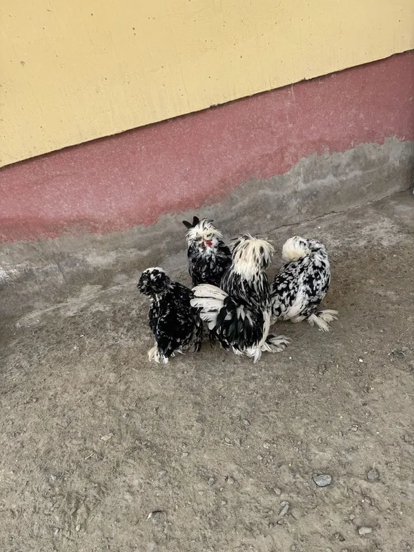 Тухумлари сотилади — фото 3