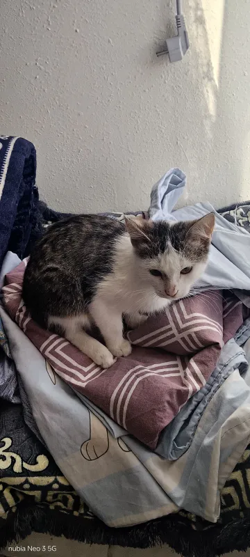 Skotish stray zoti 2