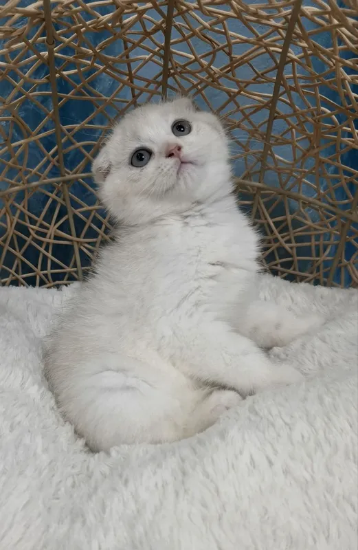 Котенок скоттиш фолд серебристая шиншилла 3 Котенок скоттиш фолд серебристая шиншилла 3