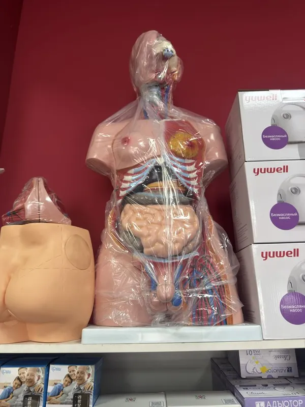 Mulyaj,Муляжи Anatomik odam maketi Макет человека 1