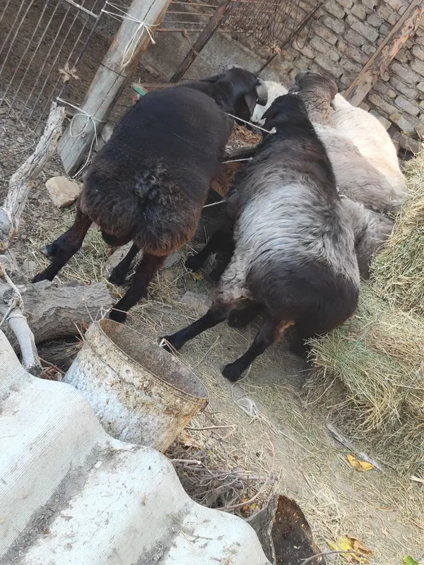 Qo'chqorlar sotiladi tezda badani semiz yeyishi — фото 3