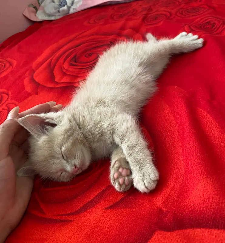 Котёнок.             Сдам в хорошие руки 5