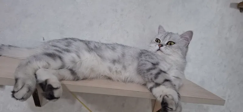 Вязка кота скотишь страйт — фото 4
