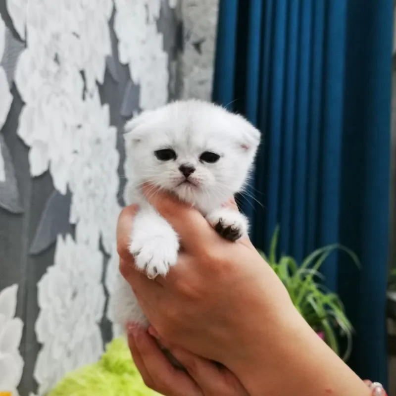 продаются шотландские котята серебряная шиншилла — фото 1