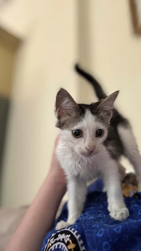котята даром в добрые руки 2 котята даром в добрые руки 2