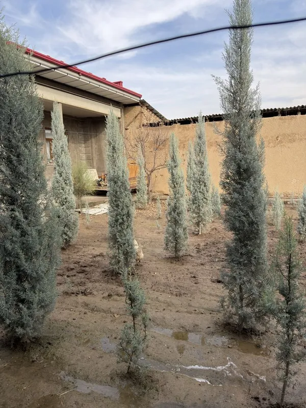 Arizonskiy kiparis argina italiya 2.50 dan 3 metrgacha — фото 4