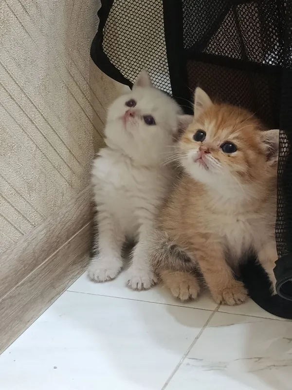 Продаётся котёнок британский 5