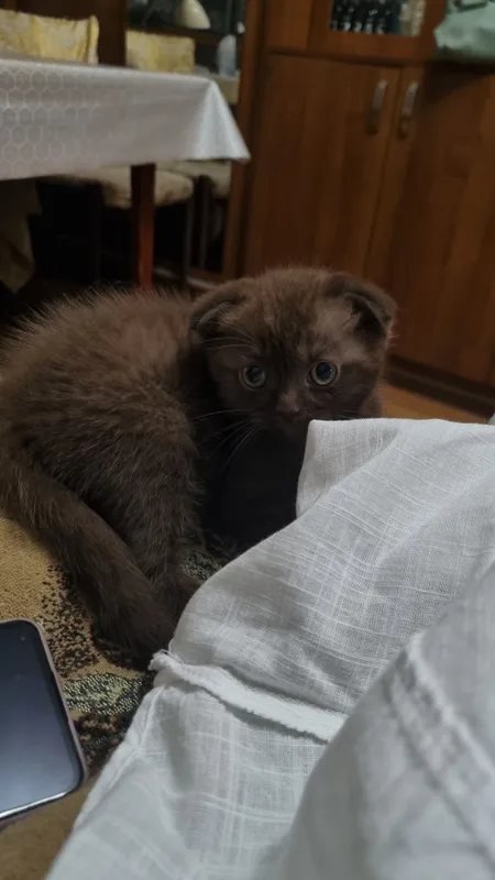 Котятки Фолд Страйт