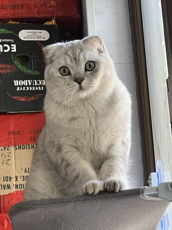 Sotlmidi ! Berlmidi! Vyazkaga qiz mushulani chaqiramiz ! — фото 6