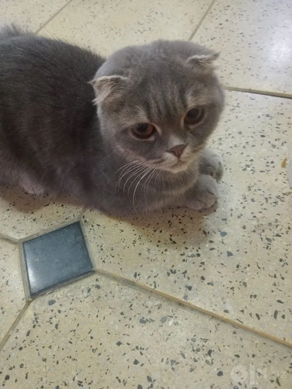 Продаётся домашняя кошка 1 Продаётся домашняя кошка 1