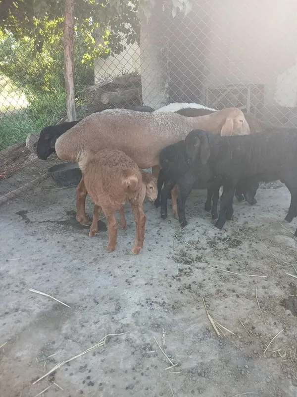 Egizak Ona bola qo'y sotiladi 2