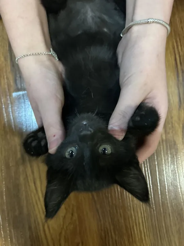 Котенок черный. 2 Котенок черный. 2