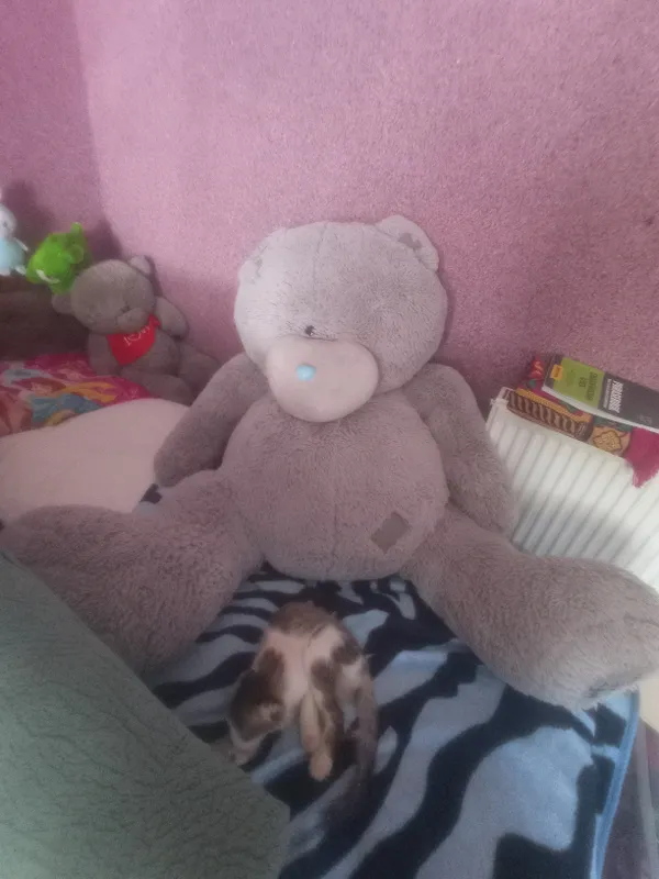 мягкие игрушки Тедди,жудаям котта,огиргина.