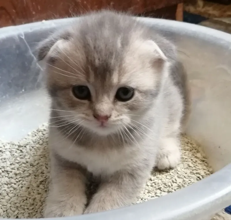 продаются породистые котята шиншилы — фото 1