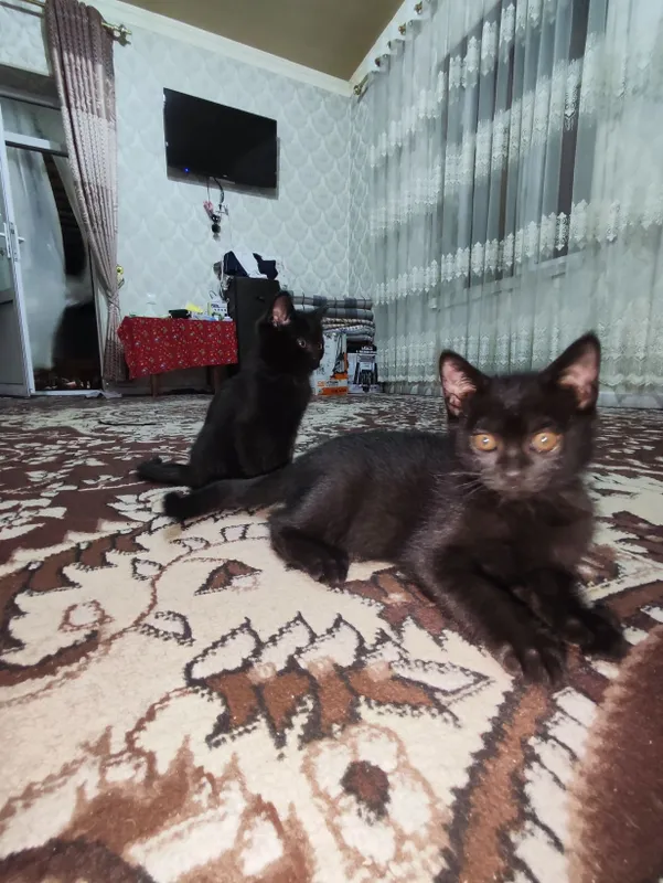 Котят бесплатно отдам — фото 4