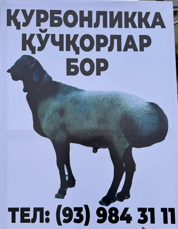 Qurbonlikka qo’chqorlar bor. Taroziga 85 000