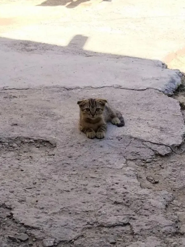 Отдаю в добрые руки котенка 5
