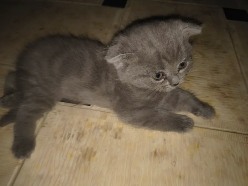 кошка 1