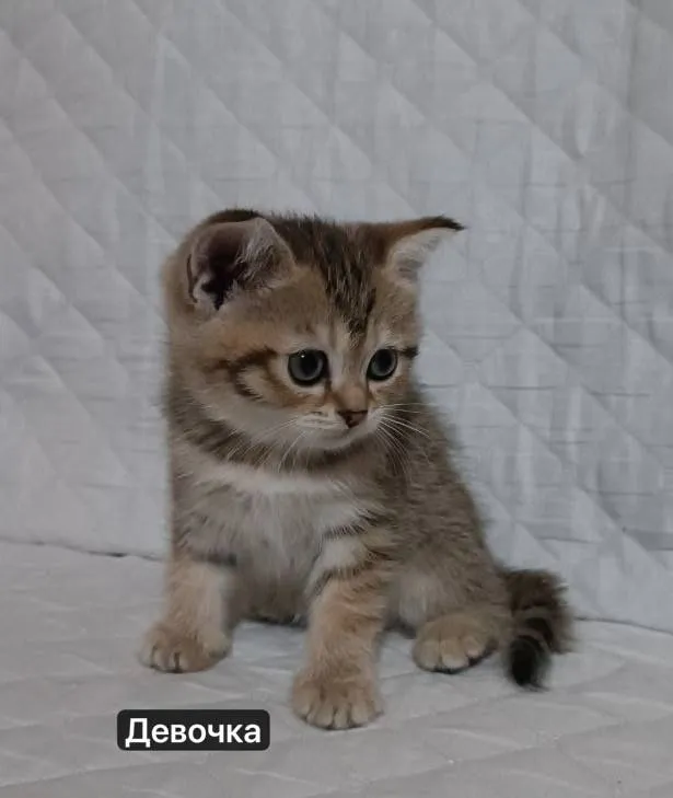 Продаются котята скотиш страйт — фото 2