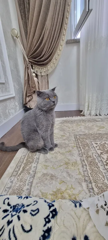 Вязка котов — приглашается невеста! Не продается! Только вязка! — фото 2