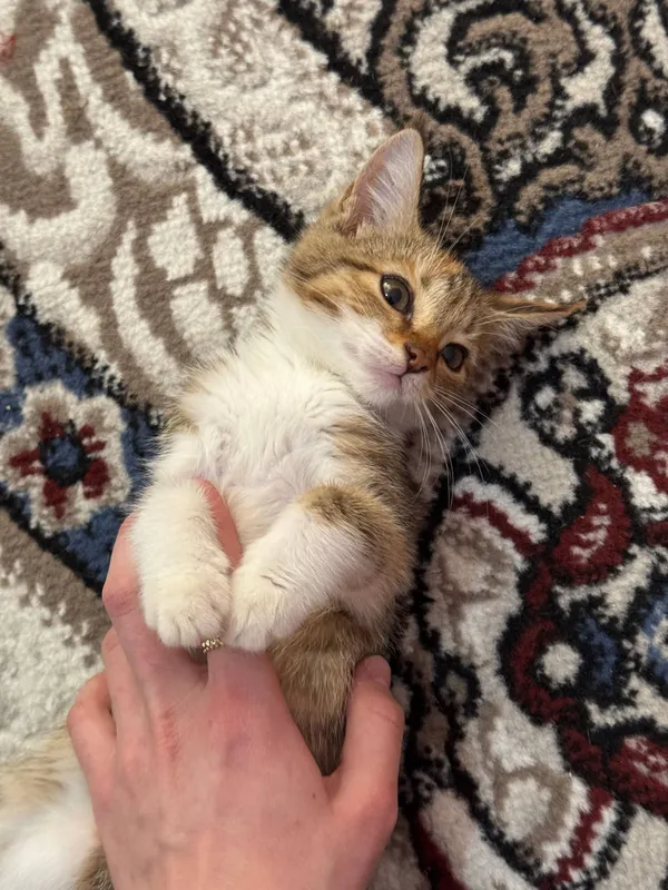 кошки котята 1