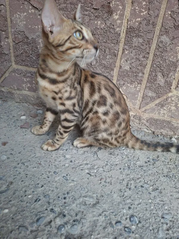 Bengal mushuk toza zot rasmdagi, qoplon face, 5 Bengal mushuk toza zot rasmdagi, qoplon face, 5