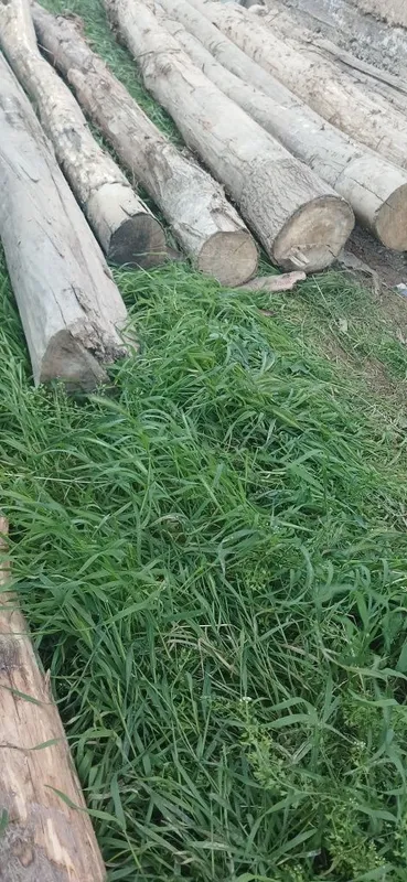 Tosinla bor sotiladigan 4 Tosinla bor sotiladigan 4